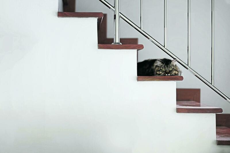 A cat laying on wooden staircase in  home.