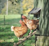 Ein Huhn im eigenen Garten halten: Darf das sein?