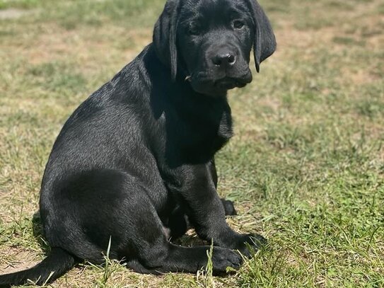 ERFÜLLEN SIE SICH IHRE GRÖSSTEN LEBENSTRÄUME: FAMILIENGLÜCK, EIGENES HAUS UND HUND!