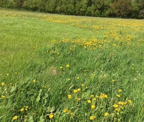 ACHTUNG! SONNIGES GRUNDSTÜCK MIT HAUSPROJEKT FÜR IHR FAMILIENGLÜCK!