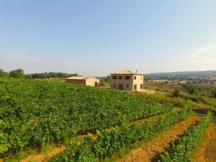Magliano - Bauernhaus mit Weingut und Olivenhain