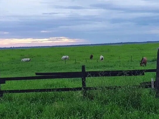 Pracuuba - Riesengrosse Rinderfarm 10000 Ha mit Pferdezucht Brasilien