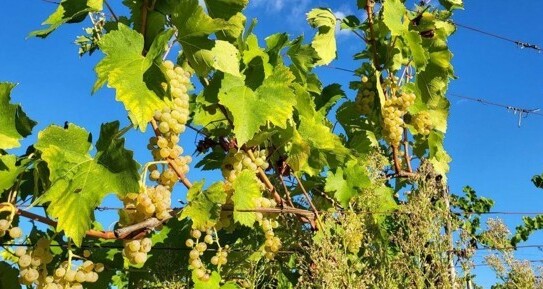 RABAC - LABIN - Weinbaubetrieb mit 30ha ISTRIEN - KROATIEN