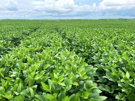 Paragominas - Bauernhof zu verkaufen 4622 ha Sojafarm in Belem Brasilien