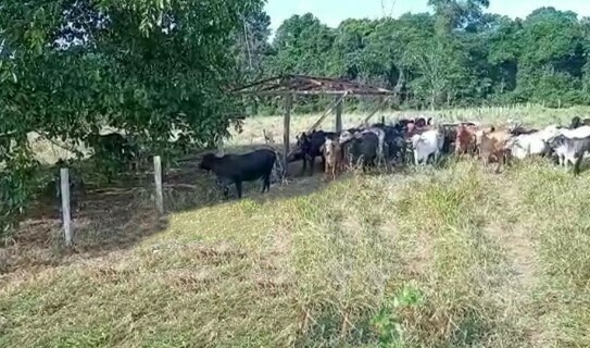 Manaus - Brasilien 1´000 Ha Farm mit Viehzucht und Fischzucht