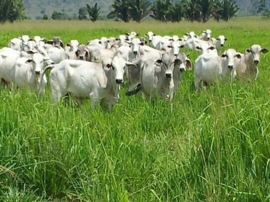 Presidente Figueiredo - Brasilien riesengrosse 1150 Ha Rinderfarm und Fischzucht