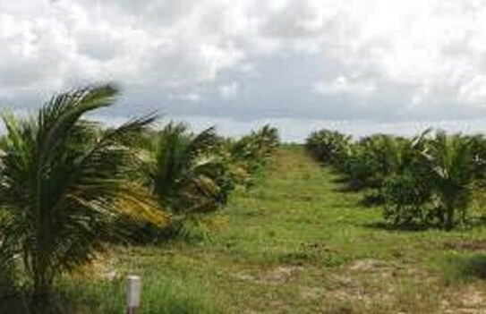 Manaus Presidente Figueiredo - Brasilien 100 Ha grosse Orangen-Kokosnuss-Plantage
