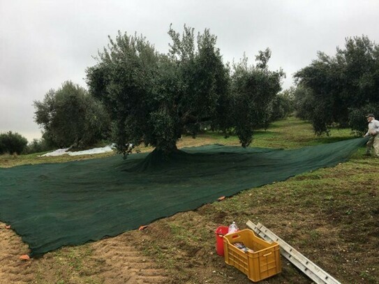 Spezzano Albabese - Olivenhain 1 Hektare 118 schöne gepflegte alte Bäume
