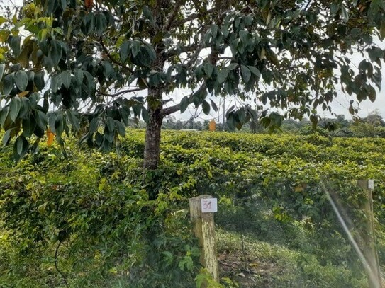 Manaus - Brasilien 25 Ha Passionsfrucht-Plantage in der Nähe von Mana