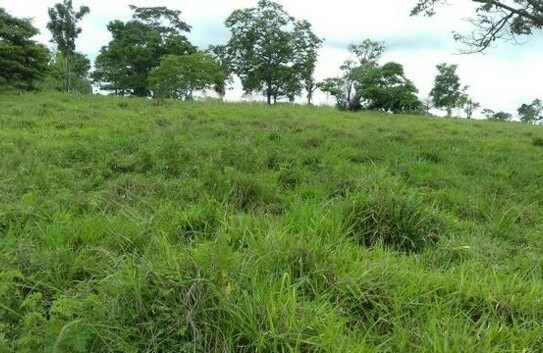 Manaus - Brasilien 40 Ha Tiefpreis - Grundstück - Region Manus AM