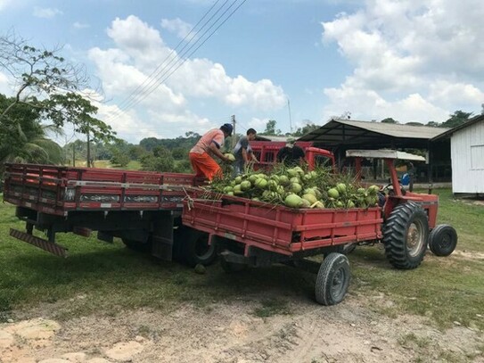 Manaus - Brasilien 1136.66 Ha Orangen - Kokosnuss - Viehzucht Farm RR