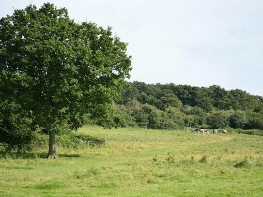 Tiefenbach - Gute Geldanlage - großes Waldgrundstück