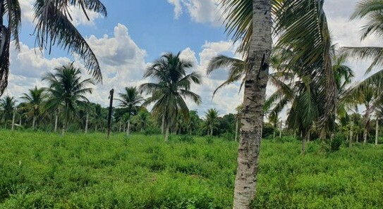 Manaus - Brasilien 50 Ha Tiefpreis-Grundstück in der Nähe von Manaus