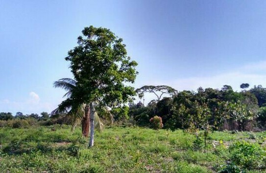 Manaus - Brasilien 16´500 Ha Grundstück Region Manus