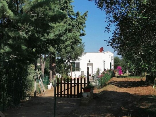 Pisticci - Ferienhaus mit Olivenhain in der Basilikata Italien