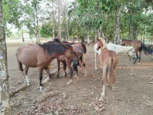 Manaus - Brasilien riesengrosse 650ha Agro-Farm und Pferdezucht