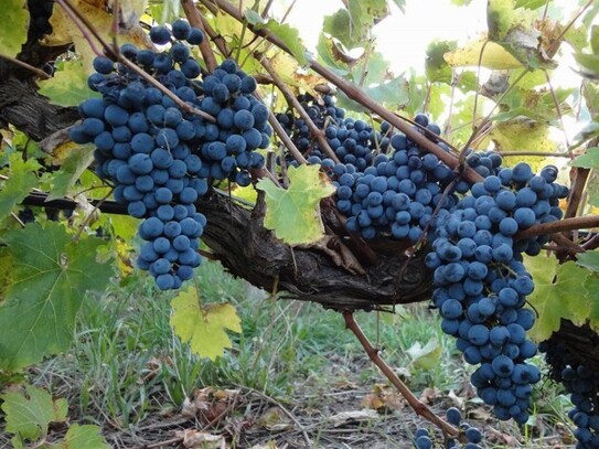 Guatizia/ LANZAROTE - Kleines Weingut im schönsten Teil Lanzarotes Las Palmas