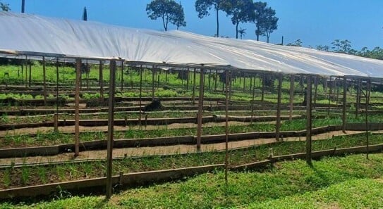 Itacoatiara - Fünf Hektar gutes Ackerland mit Haus und Gemüseanbau