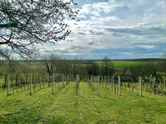 Csurgó - Weingut mit ewigem Panorama