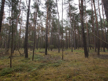 Gottschdorf - 6,3 ha Kiefernwald nord-westlich von Kamenz