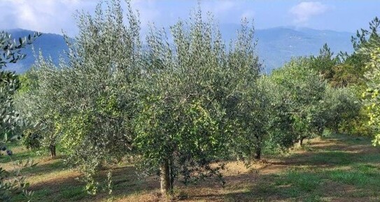 GRIMALDA - MOTOVUN - 2ha Olivenplantage 4ha Agrarland ISTRIEN-KROATIEN