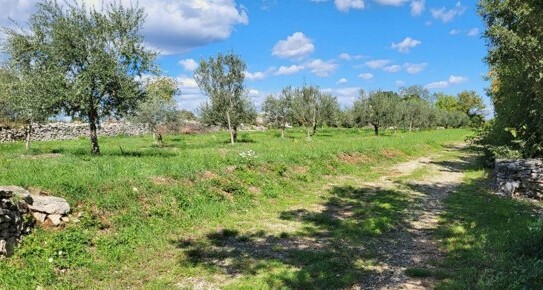 Barban - ISTRIEN - BAUGRUND IM OLIVENHAIN