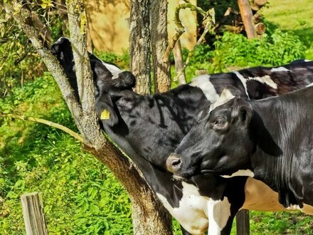 Porto Velho - Brasilien 819 HA grosse Rinderfarm mit Fischzucht