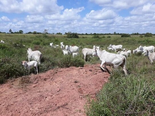 Guttet - Brasilien 12´812 Ha grosse Rinderzucht - Farm mit Plantagen