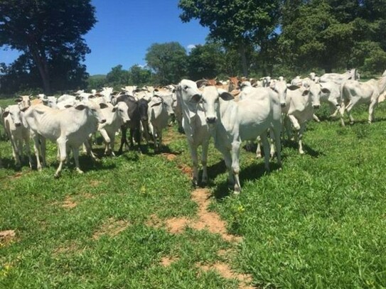 Alto Paraiso do Goias - Bauernhof mit 561 ha kaufen in Brasilien in Goias