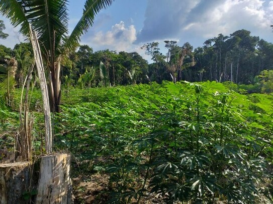 Balbina - 1000 Hektar Land in Brasilien zum Tiefpreis