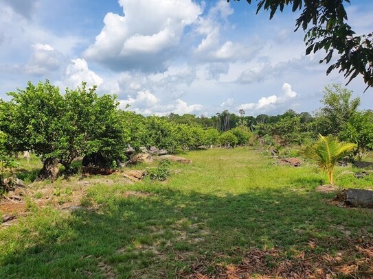 Manacapuru - Limonen Farm mit 20 Hektar TOP Investment