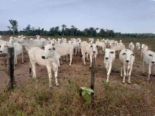 Marajo - Farm für Rinderzucht und Reisanbau 9000ha