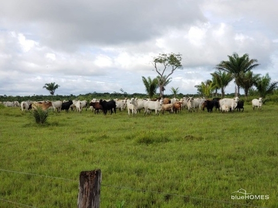 Belem - Brasilien 11945 Ha Rinderfarm bei Belem Para