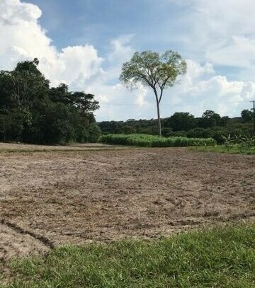 Manaus - Brasilien riesengrosse 1´250 Ha Farm-mit Fruchtplantagen