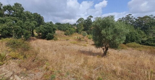 Lousa Loures - Fanily Bauernhof 4 acre Land 12 Minuten Auto zu Lissabon