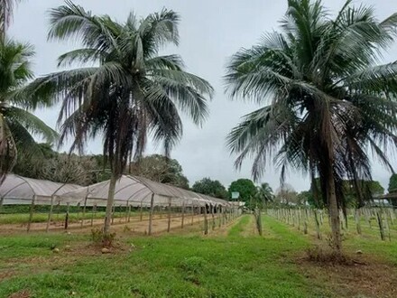 Manaus - Früchtefarm 2449 ha Region Manaus Amazonas