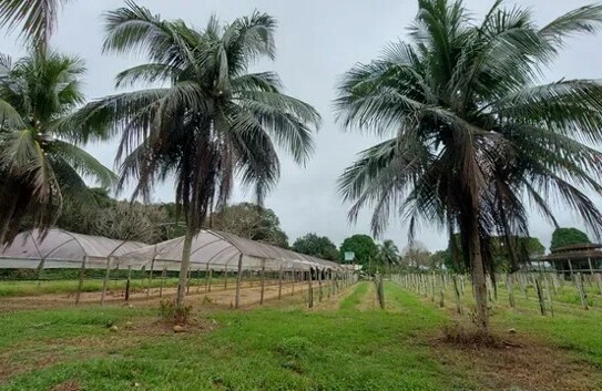 Manaus - Früchtefarm 2449 ha Region Manaus Amazonas