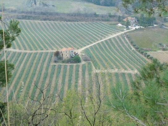 RIPATRANSONE - Weinlandschaft in Italien bei Ascoli Piceno