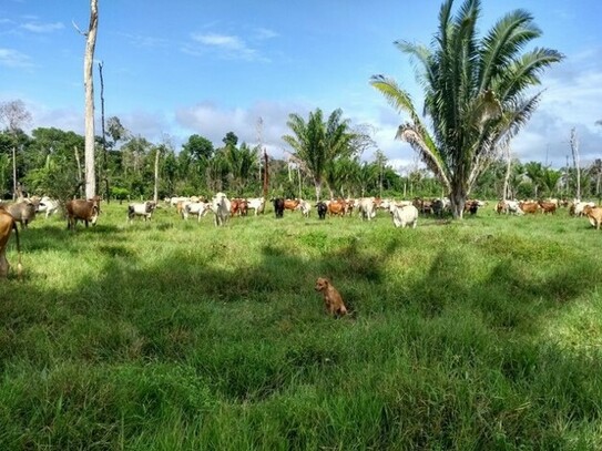 Labrea - 600 Ha Fazenda für Rinderzucht nahe Labrea