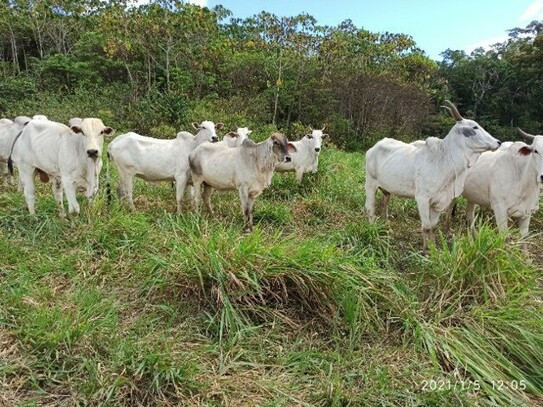 Bonfim - Brasilien riesengrosse 730 Ha Farm - Bonfim Roraima