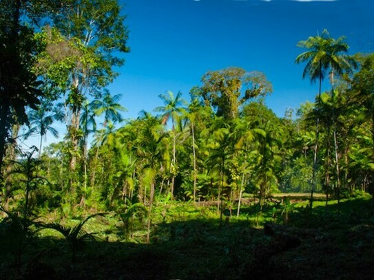 Codajas - Acai Palmen Farm in Amazonas Brasilien