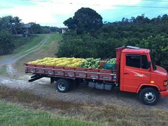 Manaus - Brasilien riesengrosse 1´250 Ha Orangen - Kokosnuss-