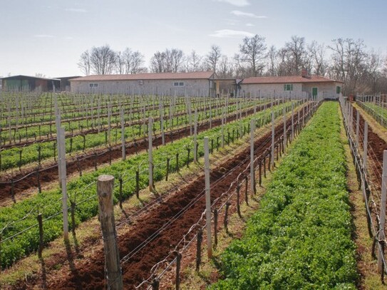 Pore&#269; - Verkauf von Weinberg und Keller im Privatbesitz