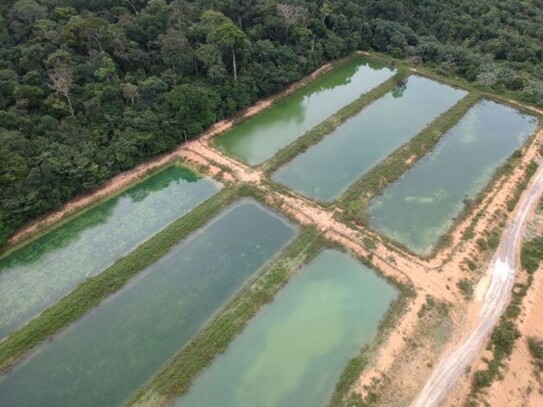 Manaus - Brasilien 150 Ha grosse Fischzucht - Früchtefarm mit Privat