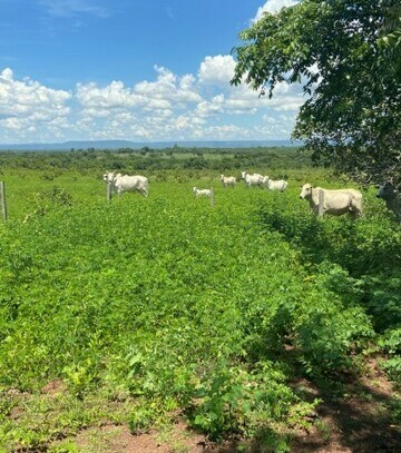 Cuiaba - Brasilien 3´000 Ha Land für Rinderzucht Region Cuiaba MT