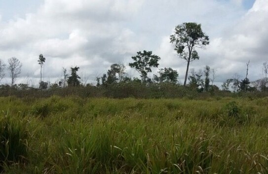 Manaus - Brasilien 500 Ha grosses Tiefpreis-Grundstück Region Manaus