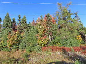 Cape George - Cape Breton - Bras d`Or Lake - Cape George - Traumgrundstück in Traumlage