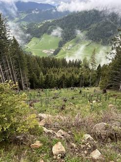 6,7 ha Forst / Wald als solide Geldanlage