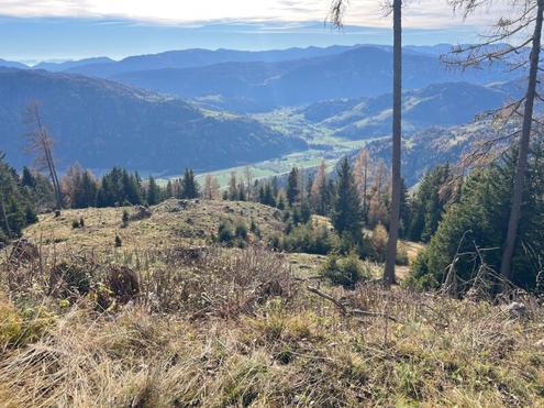 6,7 ha Forst / Wald als solide Geldanlage