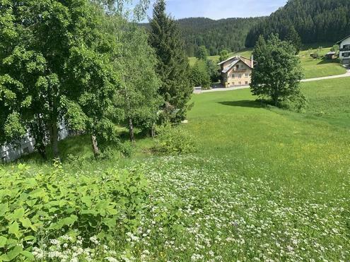 Idyllisches Grundstück in Lackenhof